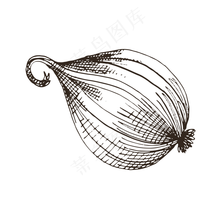 速写风格矢量洋葱插画