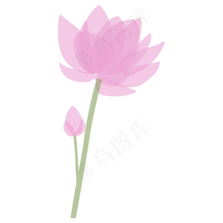 一支粉色盛开的荷花免抠图