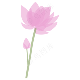 一支粉色盛开的荷花免抠图