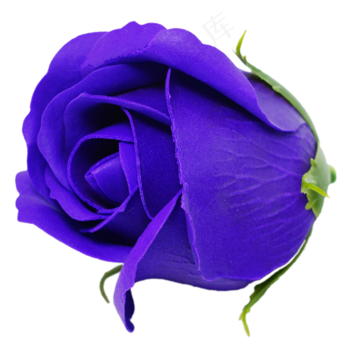 情人节蓝色玫瑰(3000*3000px 300 dpi )