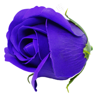 情人节蓝色玫瑰