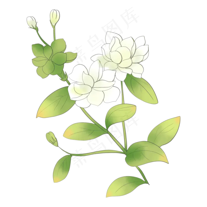 水彩植物茉莉花(2000X2000)