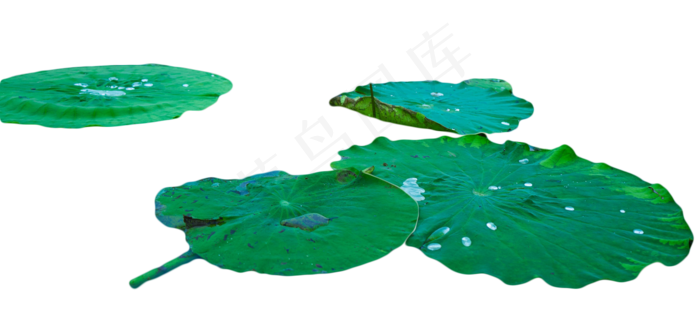 池塘倒影荷塘荷叶