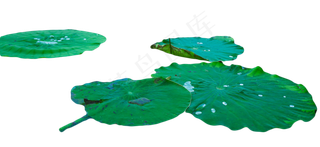 池塘倒影荷塘荷叶