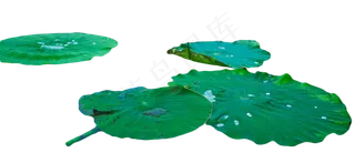 池塘倒影荷塘荷叶