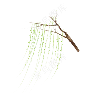 手绘垂着柳条的柳树