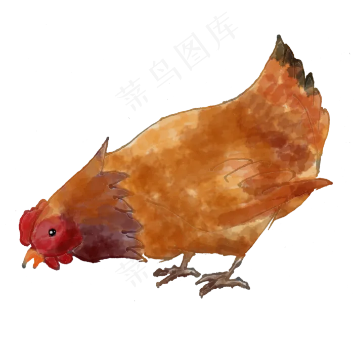 手绘水彩芦花母鸡png(2000X2000(DPI:300))psd模版下载