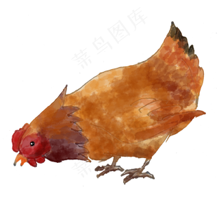 手绘水彩芦花母鸡png