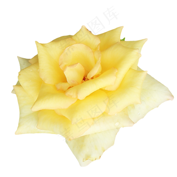 浅黄色玫瑰花(2000X2000(DPI:300))psd模版下载