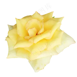 浅黄色玫瑰花