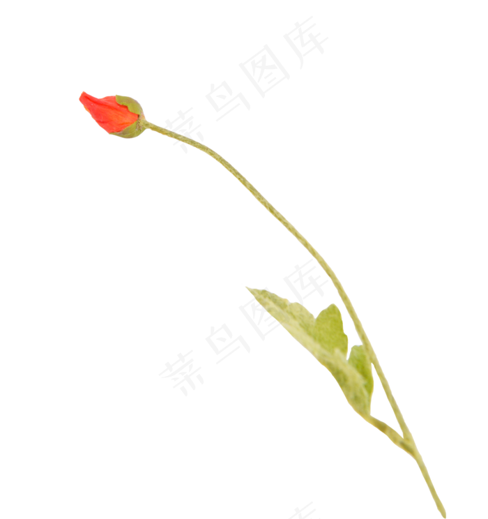 橙色虞美人花朵