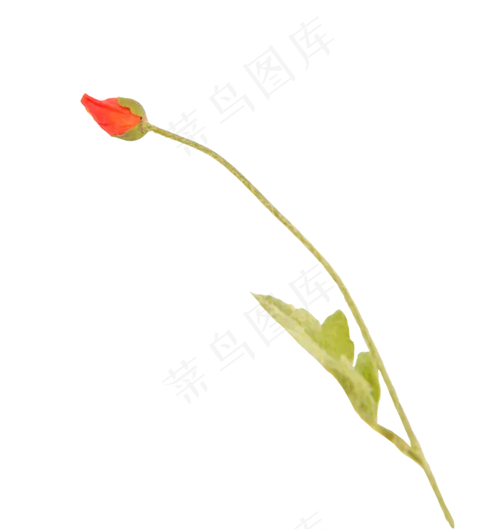 橙色虞美人花朵(2500X2500(DPI:300))psd模版下载