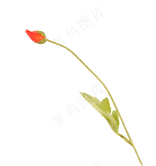 橙色虞美人花朵