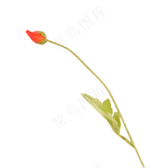 橙色虞美人花朵