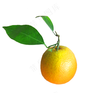 橙子叶子水果