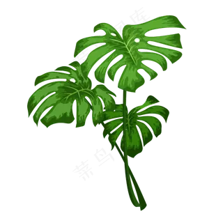 夏日热带绿色龟背竹龟背叶素材