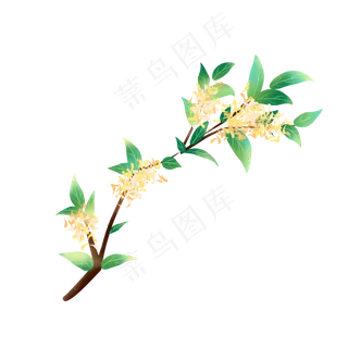 写实水彩桂花树枝