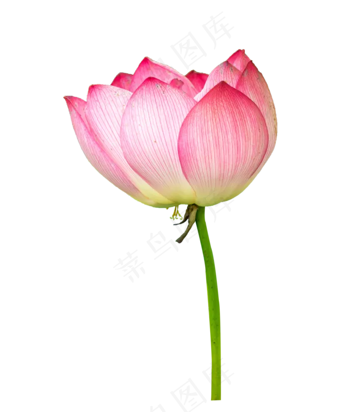 粉色荷花花朵(3000X3000(DPI:72))