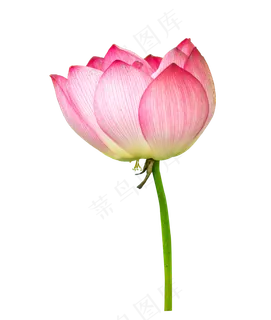 粉色荷花花朵