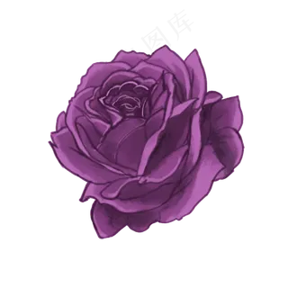 紫色玫瑰