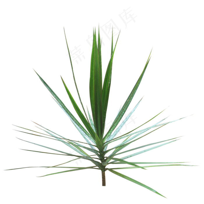 千年木热带网红植物(4724X4724(DPI:300))