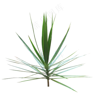 千年木热带网红植物