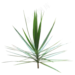 千年木热带网红植物