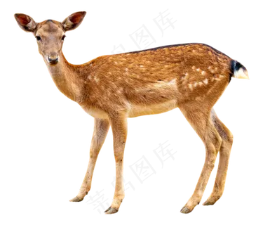 短尾小鹿,免抠元素