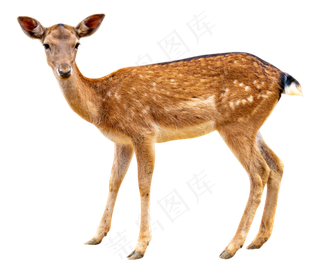 短尾小鹿,免抠元素