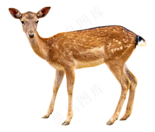 短尾小鹿,免抠元素