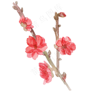 水彩花花朵梅花