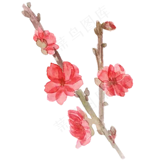 水彩花花朵梅花