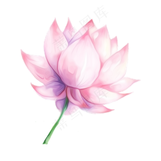 荷花荷叶莲蓬卡通