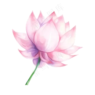 荷花荷叶莲蓬卡通