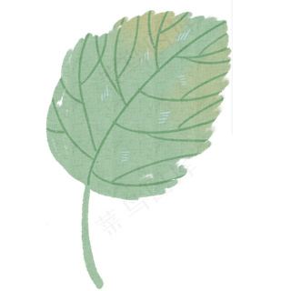 绿叶自然枝叶植物