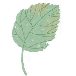 绿叶自然枝叶植物