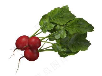 蔬菜系列大红萝卜