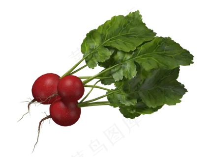 蔬菜系列大红萝卜