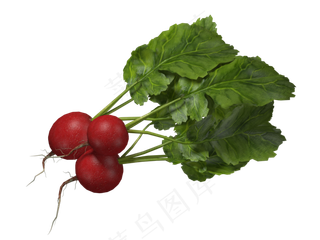 蔬菜系列大红萝卜