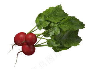 蔬菜系列大红萝卜