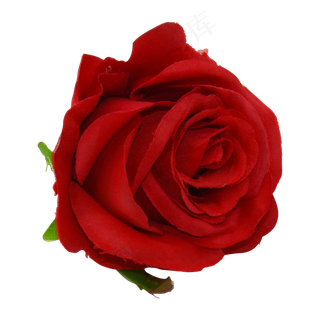 红色的玫瑰