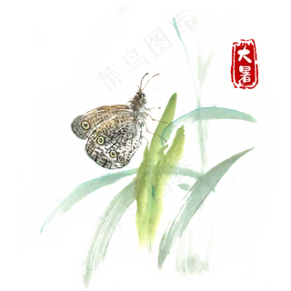 大暑虎纹蝴蝶 大暑虎纹蝴蝶
