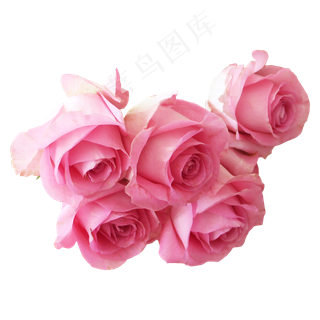 粉色玫瑰花朵