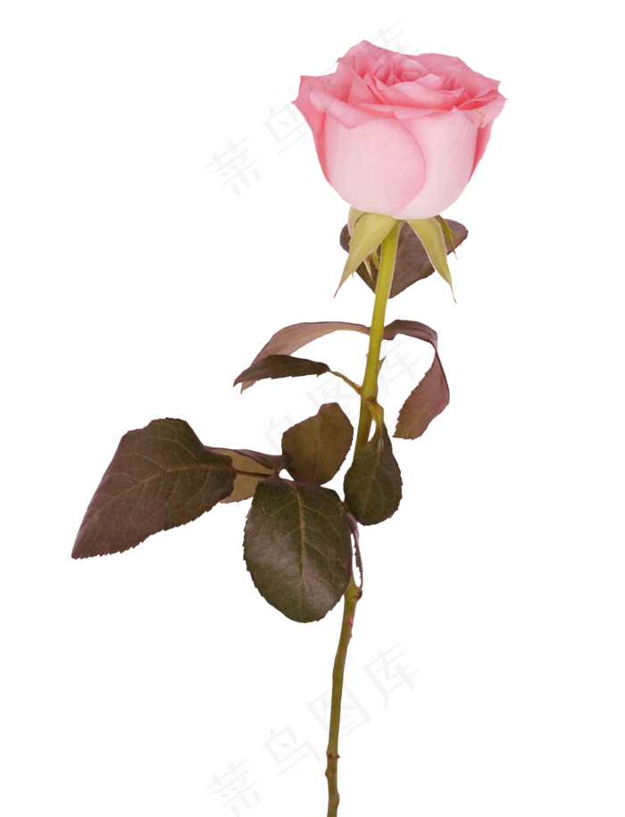 粉色的玫瑰花