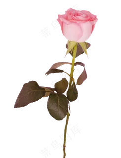 粉色的玫瑰花