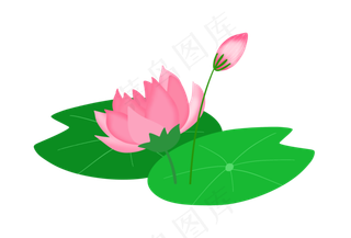 一朵漂亮的粉色荷花