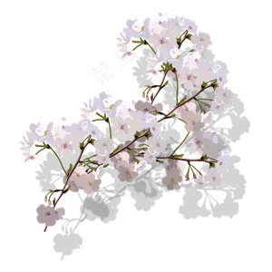 樱花花枝PNG素材