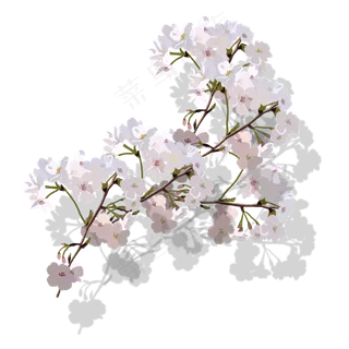 樱花花枝PNG素材