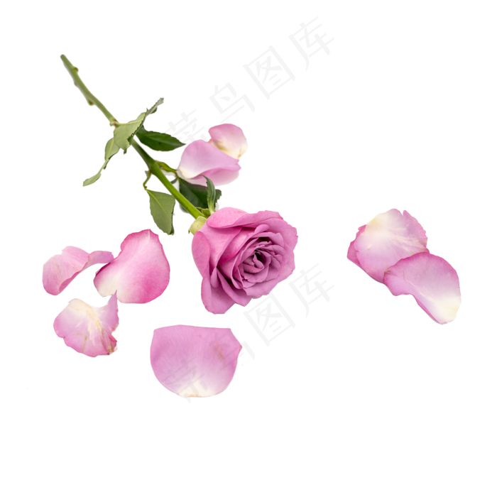 紫色玫瑰花和花瓣(3543X4000(DPI:72))