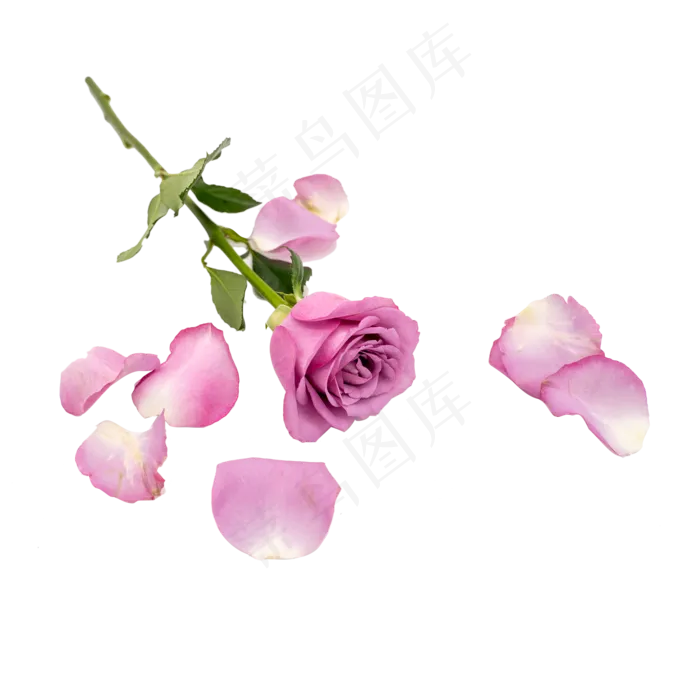 紫色玫瑰花和花瓣(3543X4000(DPI:72))